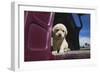 Labrador retriever puppy-Zandria Muench Beraldo-Framed Photographic Print