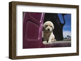 Labrador retriever puppy-Zandria Muench Beraldo-Framed Photographic Print