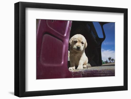 Labrador retriever puppy-Zandria Muench Beraldo-Framed Photographic Print