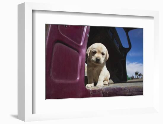 Labrador retriever puppy-Zandria Muench Beraldo-Framed Photographic Print