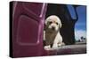 Labrador retriever puppy-Zandria Muench Beraldo-Stretched Canvas