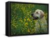 Labrador Retriever Sitting Among Flowers-Adriano Bacchella-Framed Stretched Canvas
