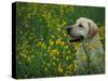 Labrador Retriever Sitting Among Flowers-Adriano Bacchella-Stretched Canvas