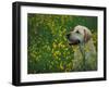 Labrador Retriever Sitting Among Flowers-Adriano Bacchella-Framed Photographic Print