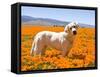 Labrador Retriever Standing in a Field of Poppies in Antelope Valley, California, USA-Zandria Muench Beraldo-Framed Stretched Canvas