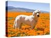 Labrador Retriever Standing in a Field of Poppies in Antelope Valley, California, USA-Zandria Muench Beraldo-Stretched Canvas