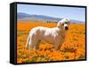 Labrador Retriever Standing in a Field of Poppies in Antelope Valley, California, USA-Zandria Muench Beraldo-Framed Stretched Canvas