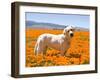 Labrador Retriever Standing in a Field of Poppies in Antelope Valley, California, USA-Zandria Muench Beraldo-Framed Premium Photographic Print