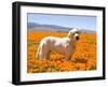 Labrador Retriever Standing in a Field of Poppies in Antelope Valley, California, USA-Zandria Muench Beraldo-Framed Premium Photographic Print