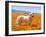 Labrador Retriever Standing in a Field of Poppies in Antelope Valley, California, USA-Zandria Muench Beraldo-Framed Premium Photographic Print