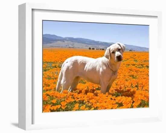 Labrador Retriever Standing in a Field of Poppies in Antelope Valley, California, USA-Zandria Muench Beraldo-Framed Premium Photographic Print