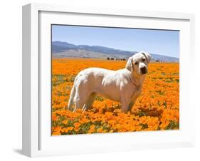 Labrador Retriever Standing in a Field of Poppies in Antelope Valley, California, USA-Zandria Muench Beraldo-Framed Premium Photographic Print