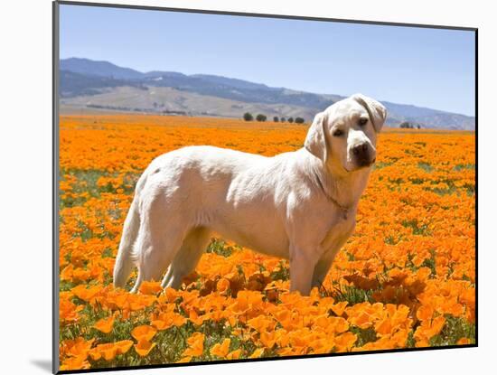 Labrador Retriever Standing in a Field of Poppies in Antelope Valley, California, USA-Zandria Muench Beraldo-Mounted Premium Photographic Print