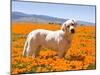 Labrador Retriever Standing in a Field of Poppies in Antelope Valley, California, USA-Zandria Muench Beraldo-Mounted Premium Photographic Print