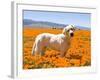 Labrador Retriever Standing in a Field of Poppies in Antelope Valley, California, USA-Zandria Muench Beraldo-Framed Photographic Print