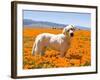 Labrador Retriever Standing in a Field of Poppies in Antelope Valley, California, USA-Zandria Muench Beraldo-Framed Photographic Print