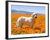 Labrador Retriever Standing in a Field of Poppies in Antelope Valley, California, USA-Zandria Muench Beraldo-Framed Photographic Print