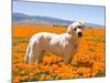 Labrador Retriever Standing in a Field of Poppies in Antelope Valley, California, USA-Zandria Muench Beraldo-Mounted Photographic Print