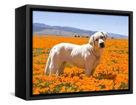 Labrador Retriever Standing in a Field of Poppies in Antelope Valley, California, USA-Zandria Muench Beraldo-Framed Stretched Canvas