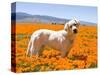 Labrador Retriever Standing in a Field of Poppies in Antelope Valley, California, USA-Zandria Muench Beraldo-Stretched Canvas