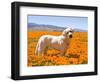 Labrador Retriever Standing in a Field of Poppies in Antelope Valley, California, USA-Zandria Muench Beraldo-Framed Photographic Print