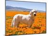 Labrador Retriever Standing in a Field of Poppies in Antelope Valley, California, USA-Zandria Muench Beraldo-Mounted Photographic Print