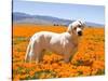 Labrador Retriever Standing in a Field of Poppies in Antelope Valley, California, USA-Zandria Muench Beraldo-Stretched Canvas