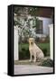 Labrador Retriever-DLILLC-Framed Stretched Canvas