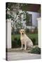 Labrador Retriever-DLILLC-Stretched Canvas