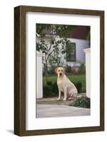 Labrador Retriever-DLILLC-Framed Photographic Print