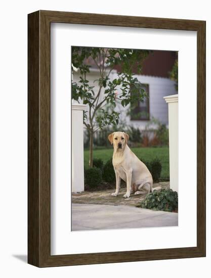Labrador Retriever-DLILLC-Framed Photographic Print