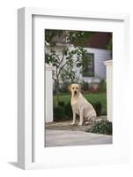 Labrador Retriever-DLILLC-Framed Photographic Print