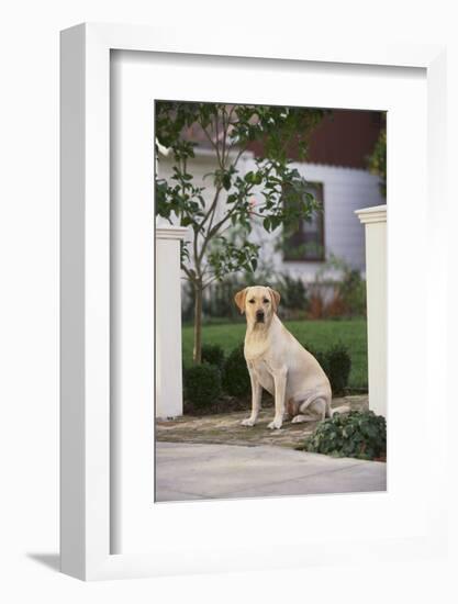 Labrador Retriever-DLILLC-Framed Photographic Print