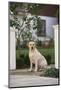 Labrador Retriever-DLILLC-Mounted Photographic Print