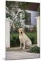 Labrador Retriever-DLILLC-Mounted Photographic Print