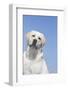 Labrador Retriever-null-Framed Photographic Print