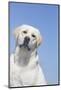 Labrador Retriever-null-Mounted Photographic Print