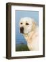 Labrador Retriever-null-Framed Photographic Print