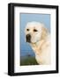 Labrador Retriever-null-Framed Photographic Print