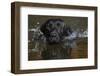 Labrador Retriever-null-Framed Photographic Print