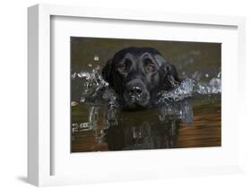 Labrador Retriever-null-Framed Photographic Print