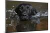 Labrador Retriever-null-Mounted Photographic Print