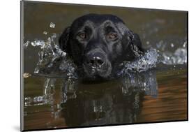 Labrador Retriever-null-Mounted Photographic Print