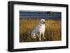 Labrador Retriever-null-Framed Photographic Print