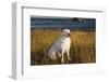 Labrador Retriever-null-Framed Photographic Print