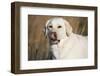 Labrador Retriever-null-Framed Photographic Print