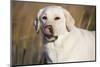 Labrador Retriever-null-Mounted Photographic Print