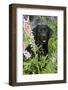 Labrador Retriever-Lynn M^ Stone-Framed Photographic Print