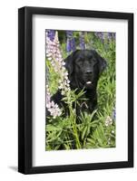 Labrador Retriever-Lynn M^ Stone-Framed Photographic Print