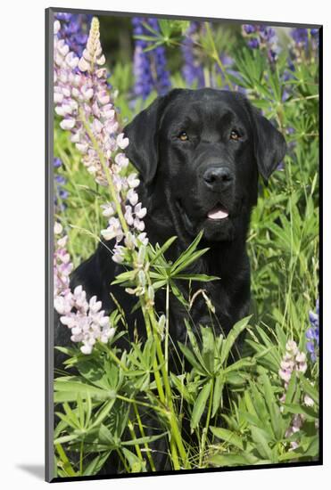 Labrador Retriever-Lynn M^ Stone-Mounted Photographic Print